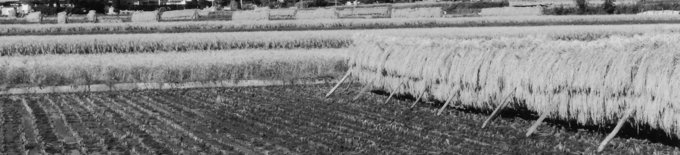 rice plants